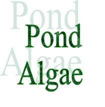 pond-algae