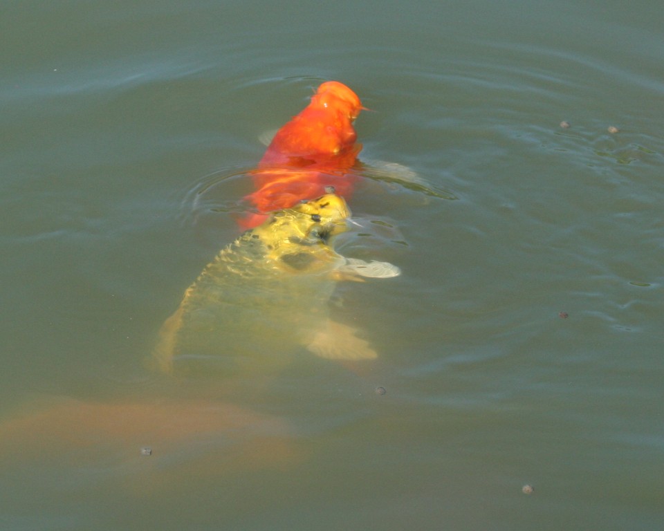 Koi Pond