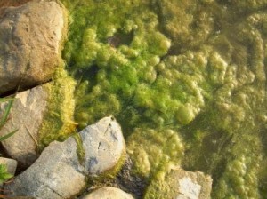 pond algae