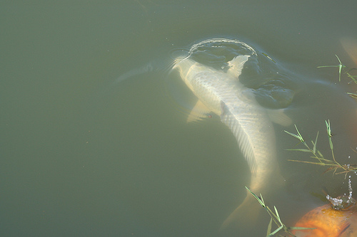 Koi