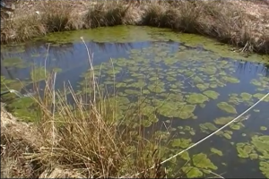 string algae