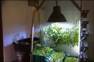 aquaponics system