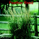 FeatherReedGrass