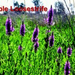 Purple Loosestrife