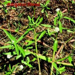 alligator weed