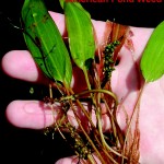 american pondweed