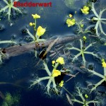 bladderwort