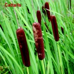 cattail