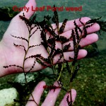 curly leafed pondweed