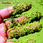 duck weed