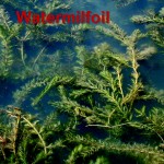 eurasian watermilfoil