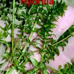 hydrilla