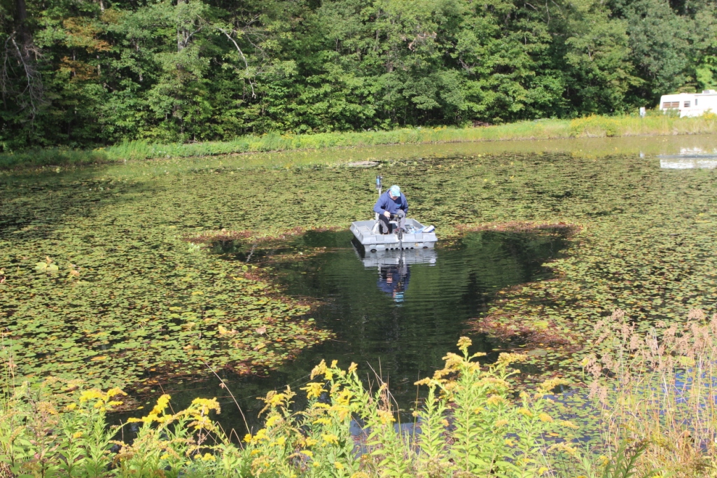 Pond weeds can become unsightly, choke out the pond view, stunt fish