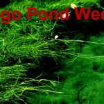 sago pondweed