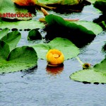 spatterdock