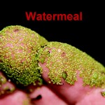 watermeal