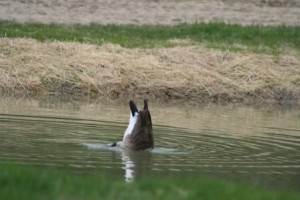 goose bottoms up