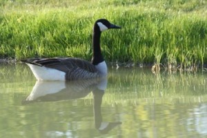 goose reflections