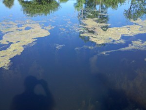 algae and weeds