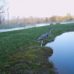 Blue Heron Decoy r