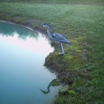 Blue Heron Decoy shadow