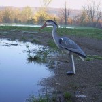 Blue Heron Decoy l