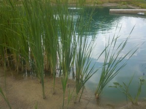 cattails