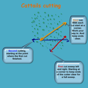 cutting cattails