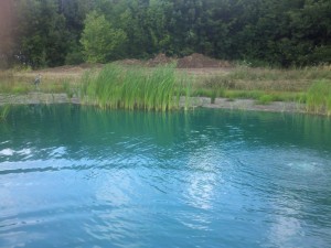 cattails over growing