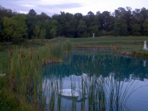 pond cattails