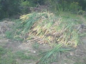 Cattail cuttings