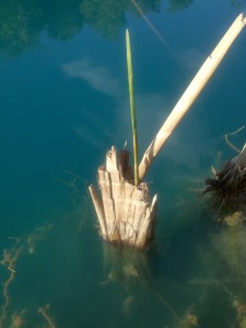 cattails regrowth