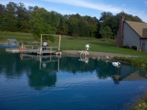 Summer Pond