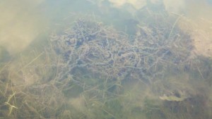 Toad Eggs