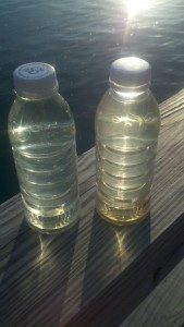 pond water clear b4 shake Pond water sample