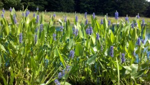 pickerel in bloom