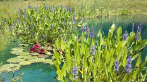 pickerel in bloom 