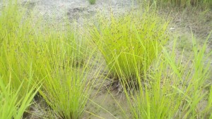 Button top bulrush