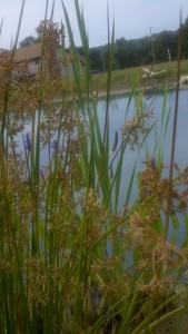 Hard stem bulrush in water