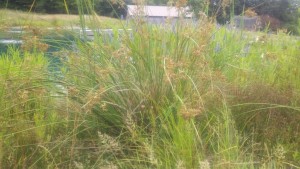 Hard stem bulrush out of water