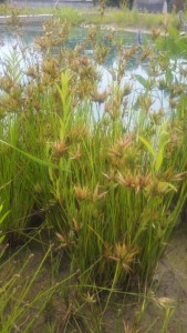 spike flower bulrush