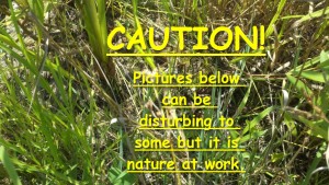 Caution