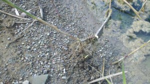 phragmites re-rooted phragmites re rooted