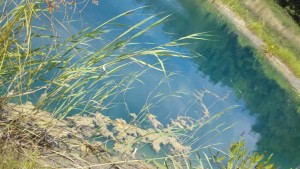 phragnites growing on water