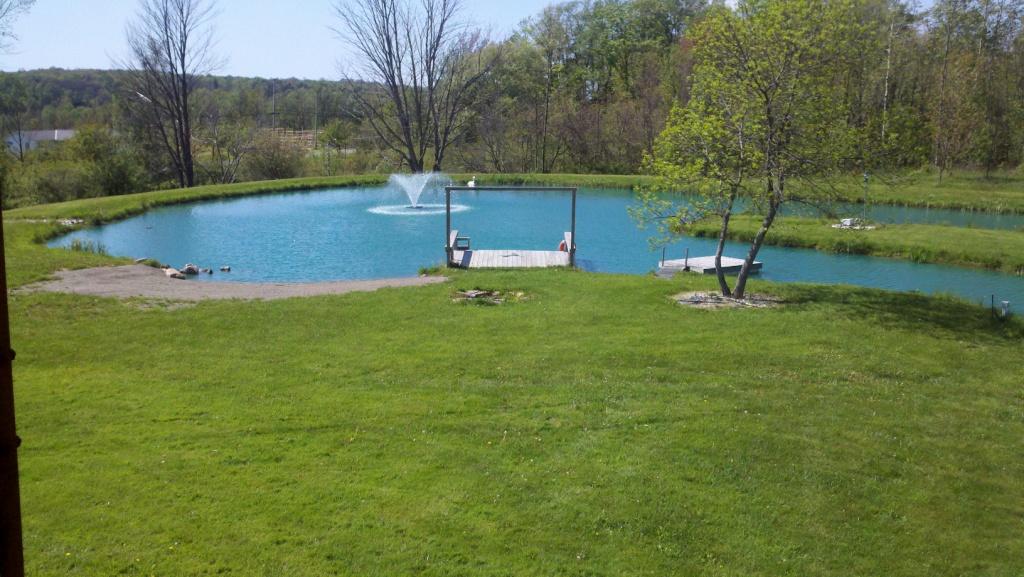 What type of pond to build? Take a look and discover their benefits.