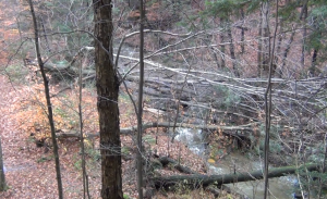 Large trees over the creek