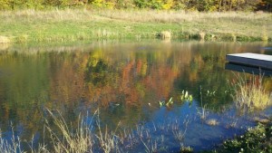 fall at the little pond back to full