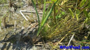 frog snake reviel 1 Natural Pond