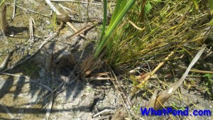 frog snake reviel Frog and Snake in nature
