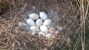 more geese eggs 7